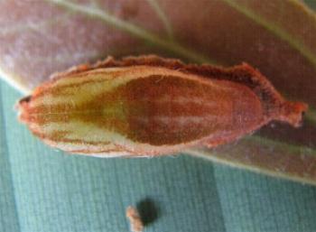Philiris papuana