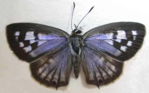 Leptotes plinius