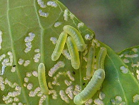 Anthene seltuttus