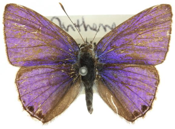 Anthene seltuttus