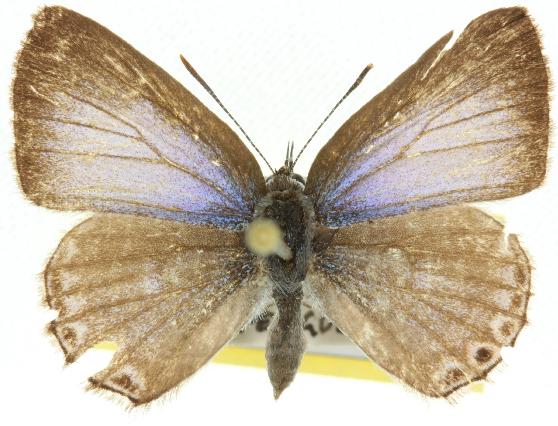 Anthene seltuttus
