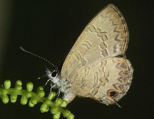 Anthene seltuttus