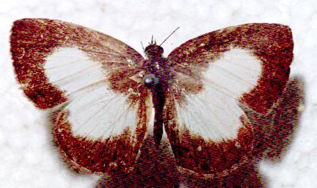 Megisba strongyle