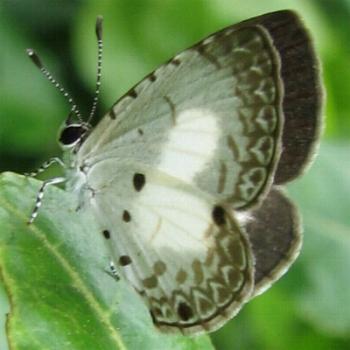 Megisba strongyle