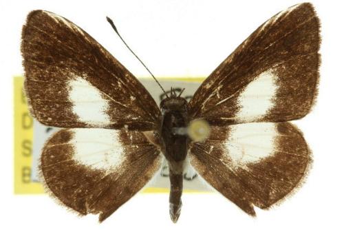 Megisba strongyle