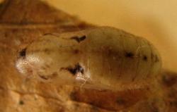 Megisba strongyle