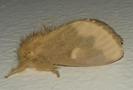 Euproctis edwardsii
