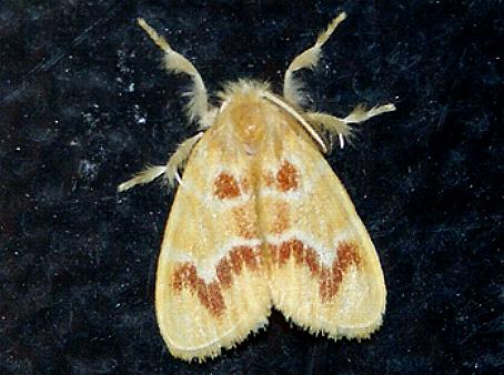 Euproctis emprepes
