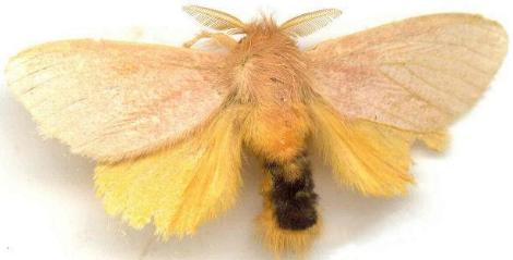Euproctis habrostola