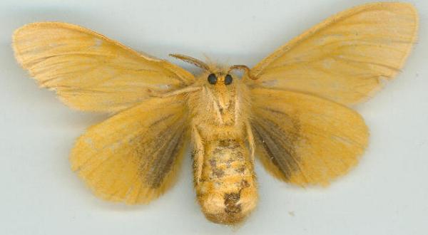 Euproctis habrostola