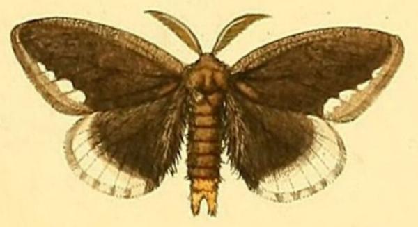 Euproctis limbalis