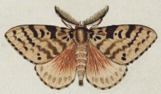 Lymantria lunata