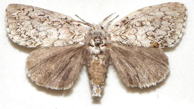 Dura marginepunctata