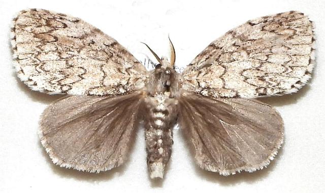 Dura marginepunctata