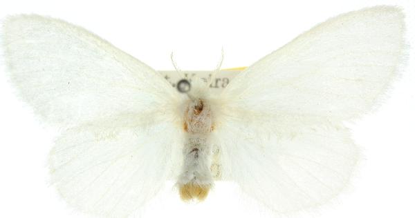 Euproctis panabra