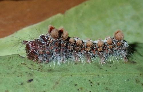 Euproctis subnobilis