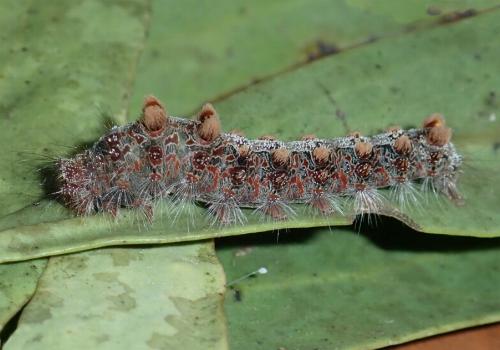 Euproctis subnobilis