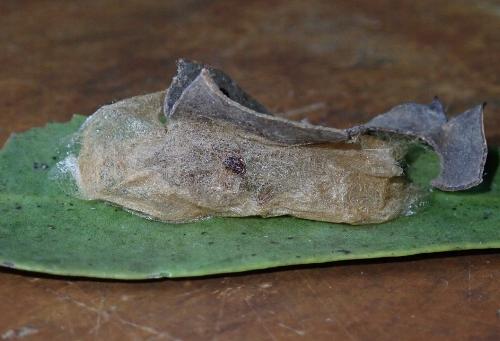 Euproctis subnobilis