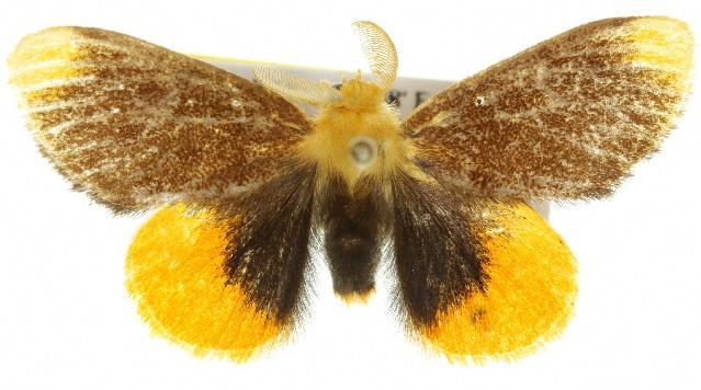 Euproctis subnobilis