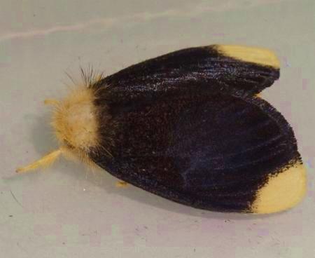 Euproctis subnobilis