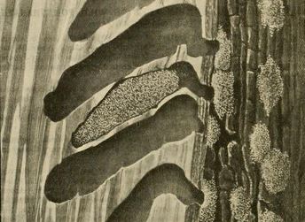 Styphlolepis agenor