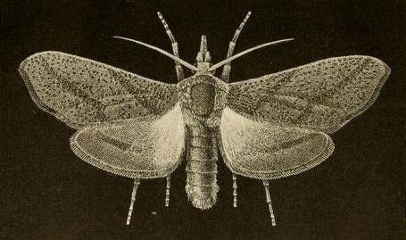 Styphlolepis agenor