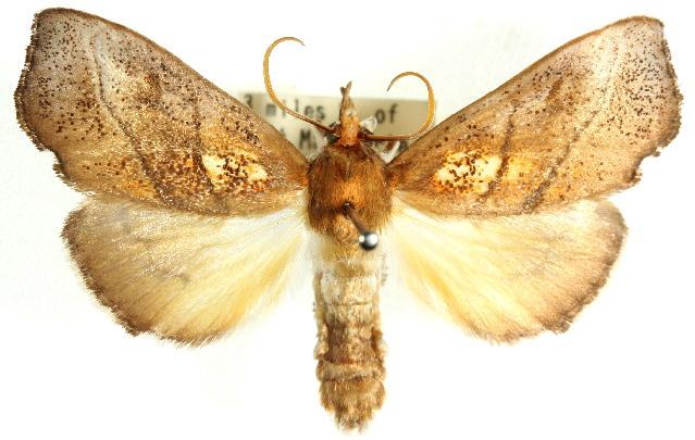Styphlolepis hypermegas
