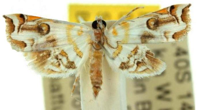 Musotima pudica