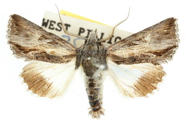Buciara bipartita