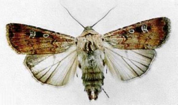 Agrotis infusa