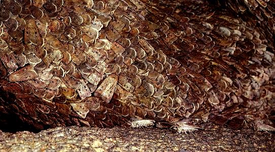Agrotis infusa