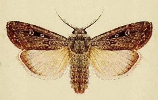 Agrotis infusa