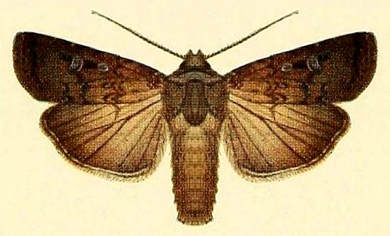 Agrotis infusa
