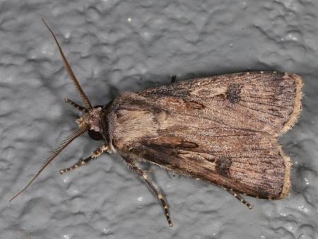 Agrotis interjectionis