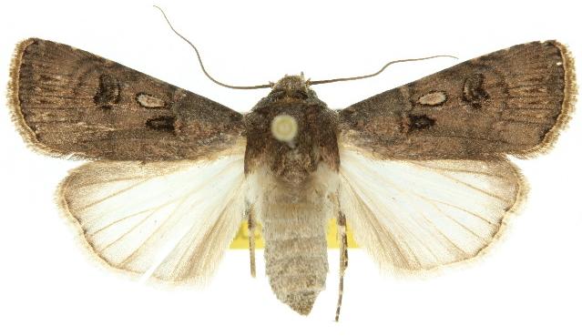 Agrotis interjectionis