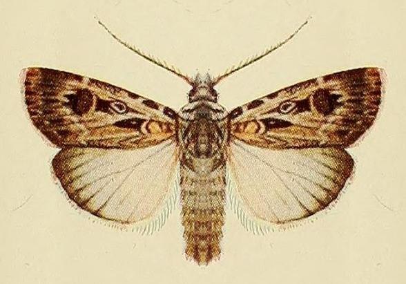 Agrotis radians