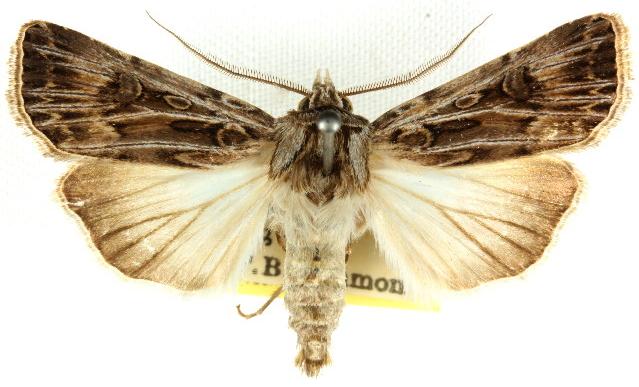 Agrotis radians