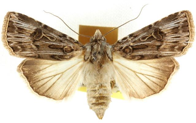 Agrotis radians
