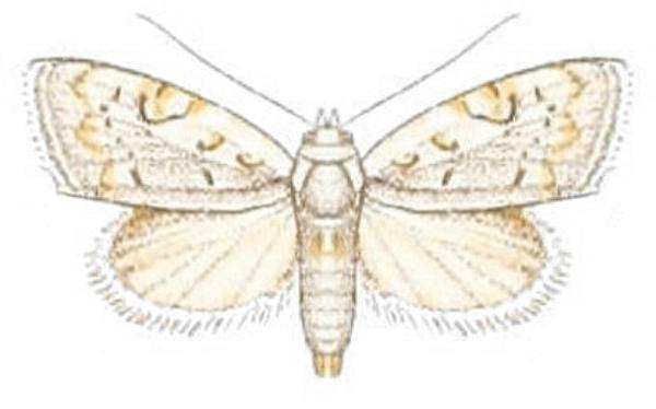 Nola argentea