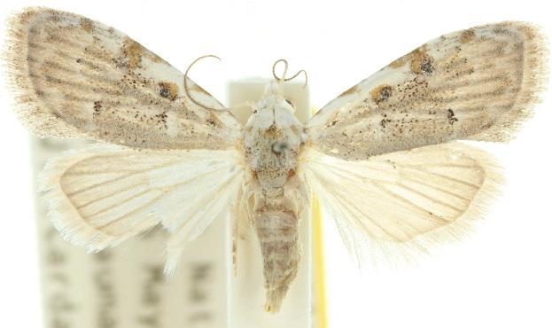 Nola argentea