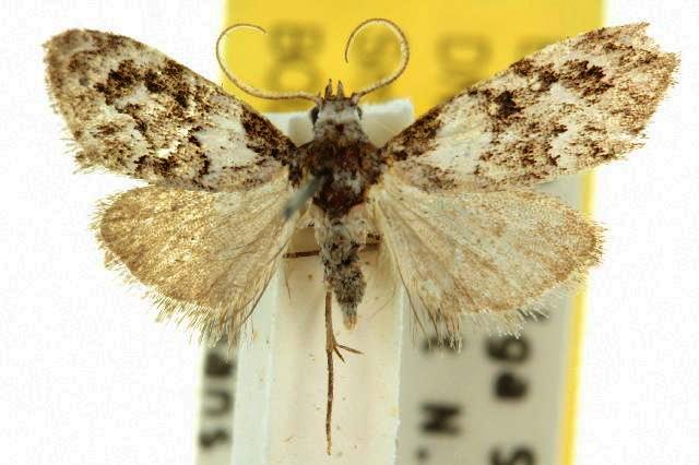 Nola atmophanes