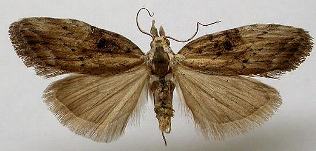 Nola biguttalis