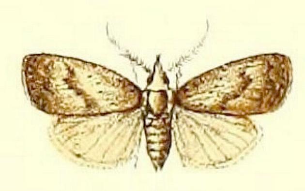 Manoba brunellus