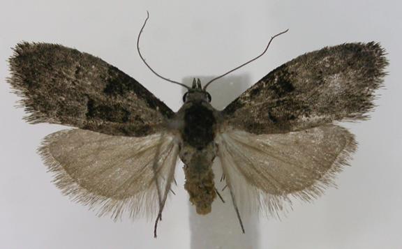 Nola celaenephes