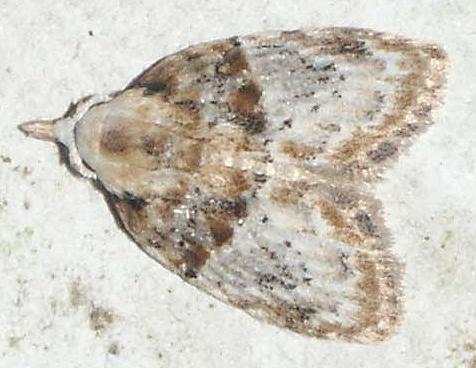 Nola diastropha