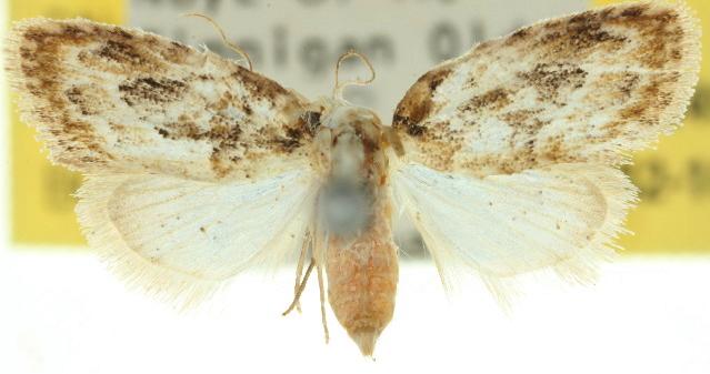 Nola diastropha
