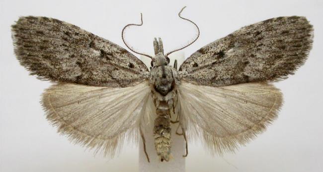 Nola eucolpa