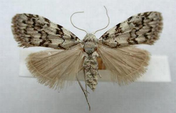 Nola melanogramma