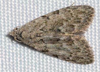 Nola phloeophila