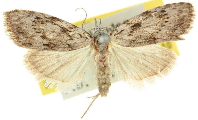 Nola phloeophila